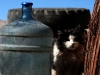 windcat